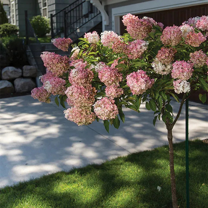 Hydrangea Paniculata 'pink Diamond' Tree Form - View 7 from www redcrocus com