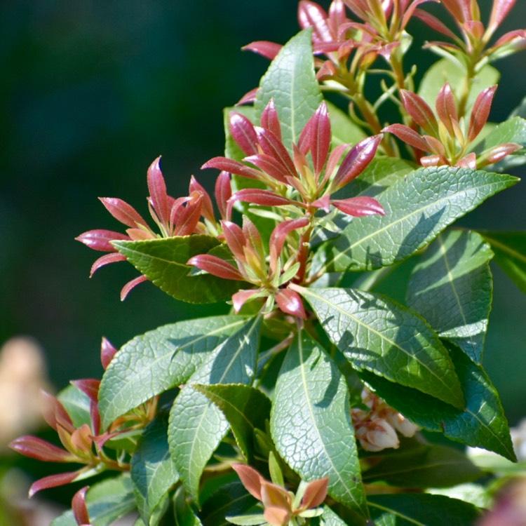 Pieris Japonica Mountain Fire - View 20 from www redcrocus com