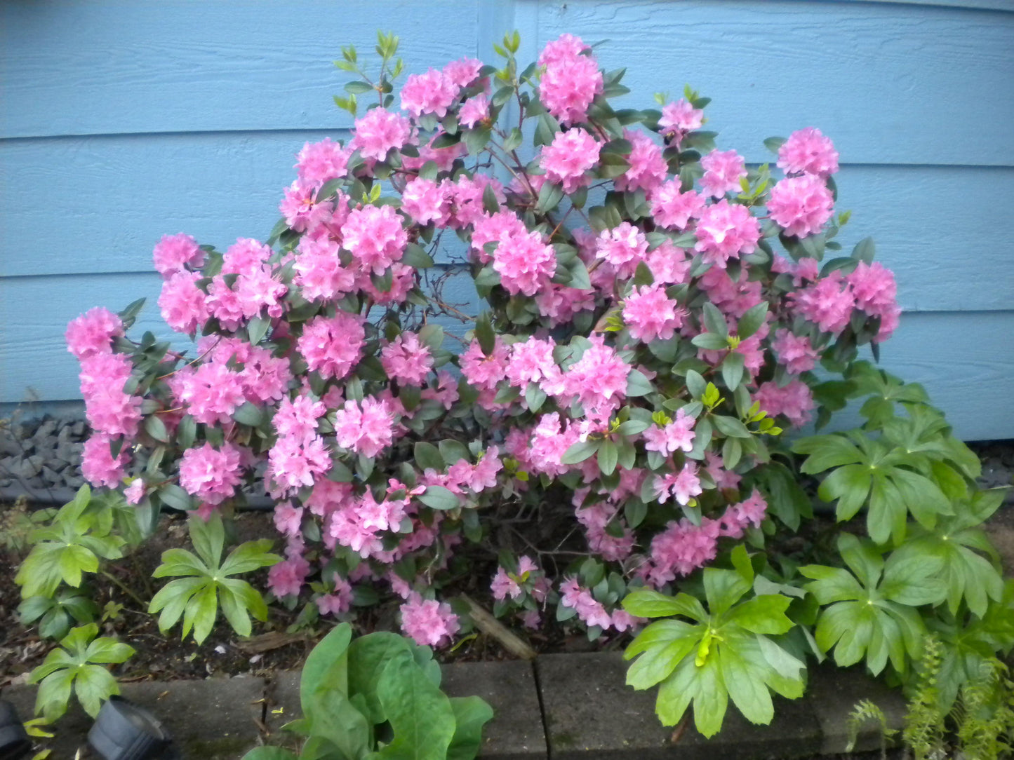 Rhododendron Olga Mezitt - View 10 from www redcrocus com