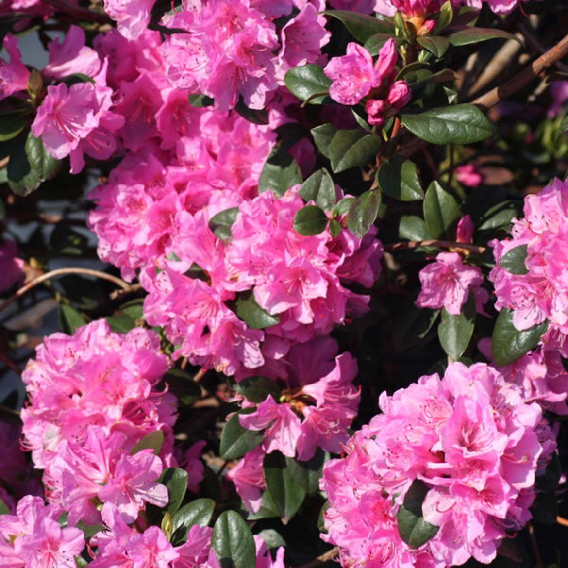 Rhododendron Olga Mezitt - View 12 from www redcrocus com