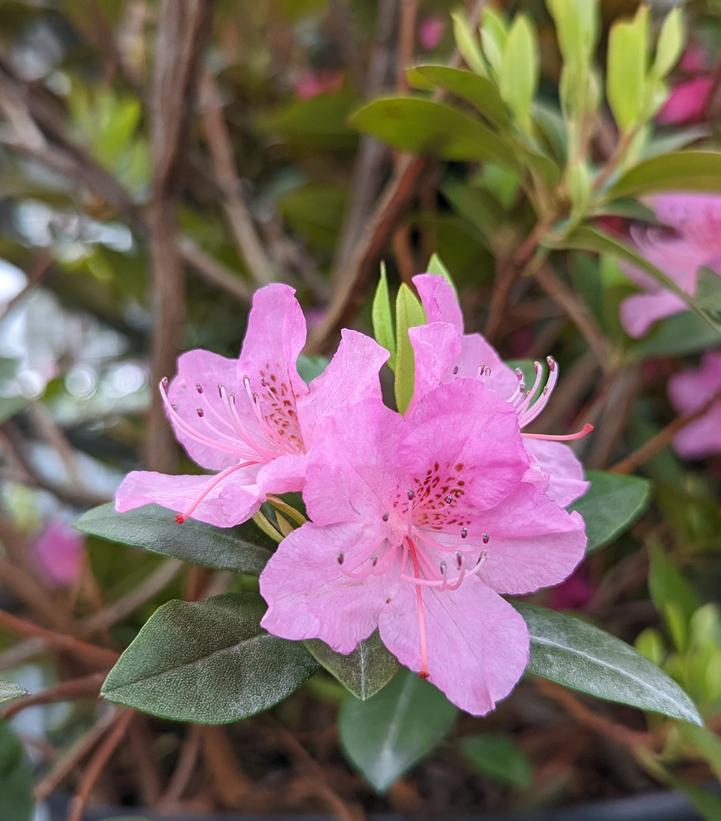 Rhododendron Olga Mezitt - View 13 from www redcrocus com