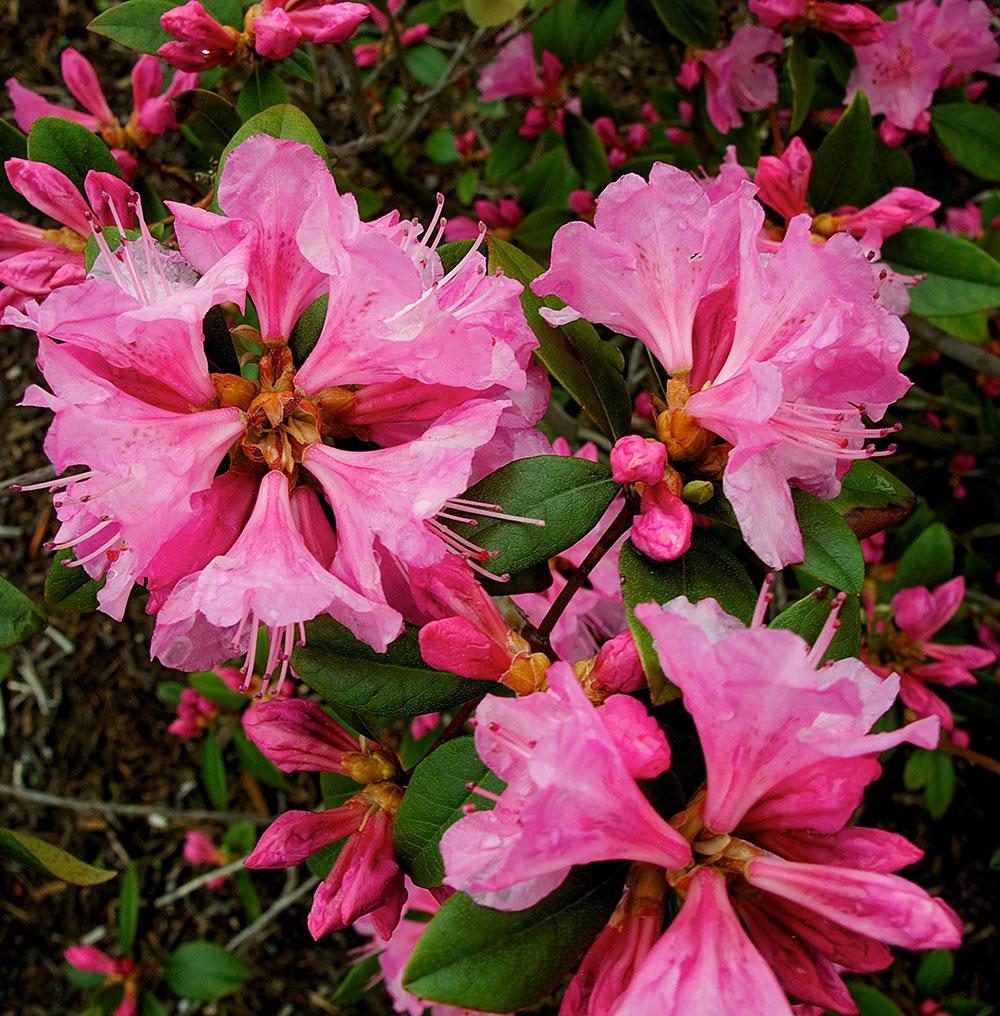 Rhododendron Olga Mezitt - View 14 from www redcrocus com
