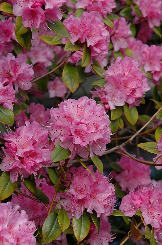 Rhododendron Olga Mezitt - View 15 from www redcrocus com