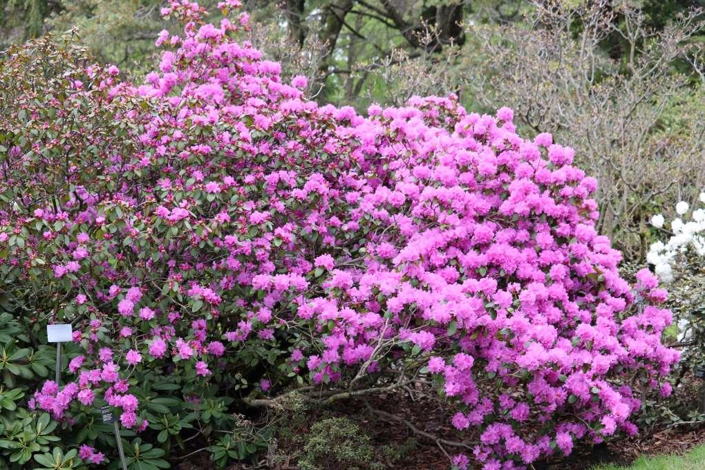 Rhododendron Olga Mezitt - View 16 from www redcrocus com