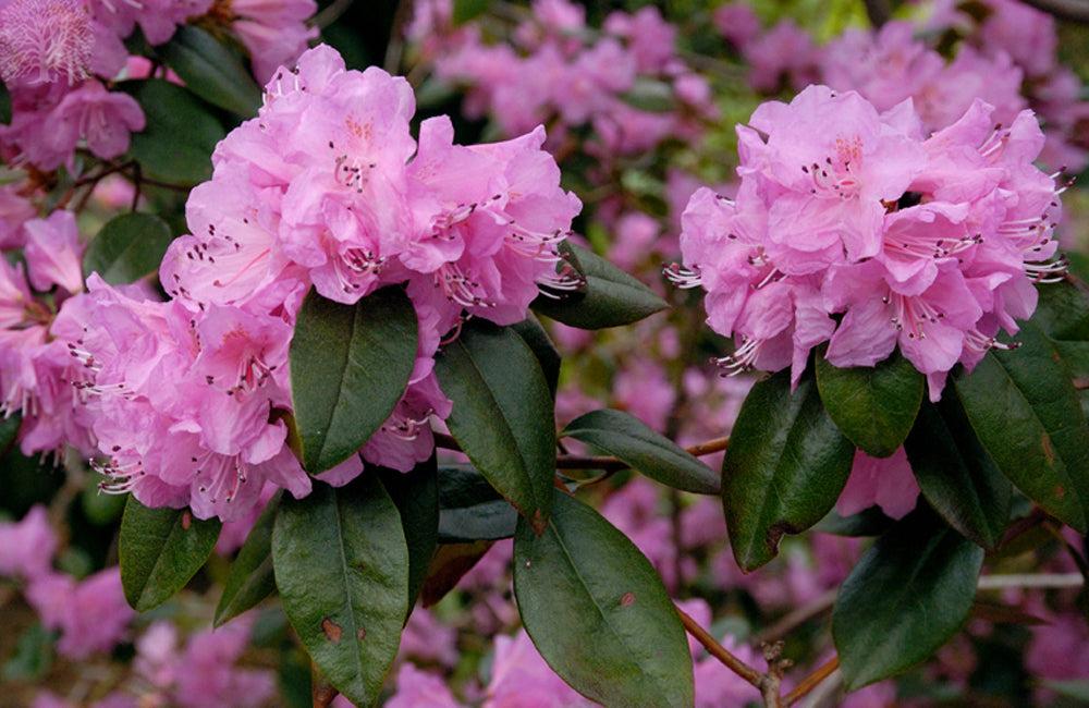 Rhododendron Olga Mezitt - View 17 from www redcrocus com