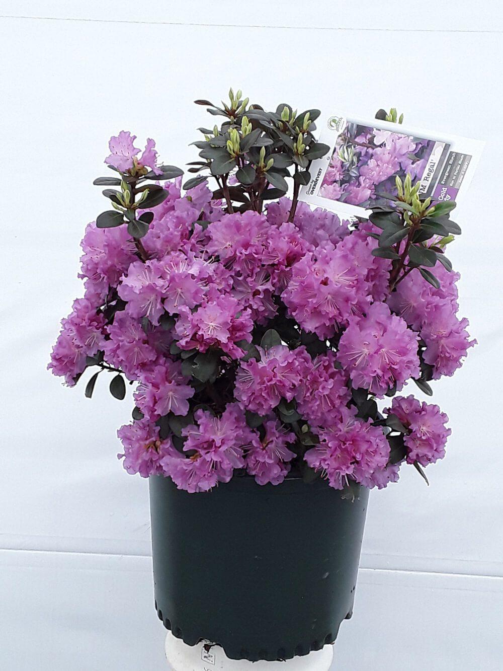 Rhododendron Olga Mezitt - View 18 from www redcrocus com