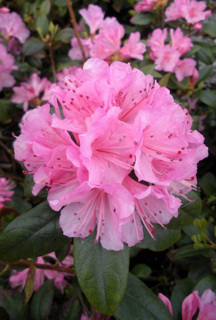 Rhododendron Olga Mezitt - View 1 from www redcrocus com