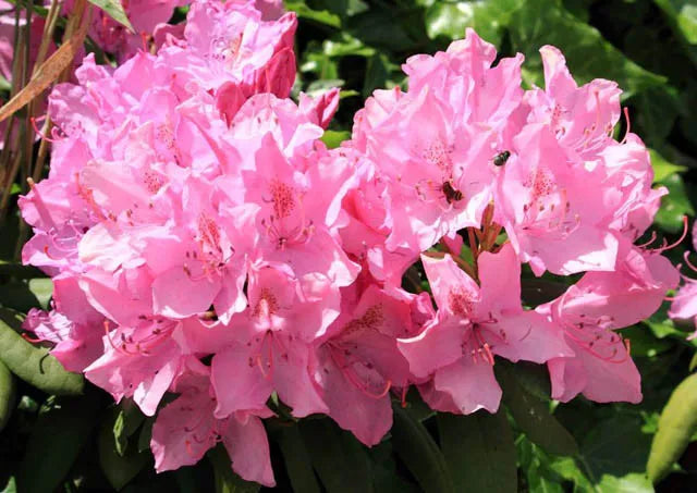 Rhododendron Olga Mezitt - View 2 from www redcrocus com