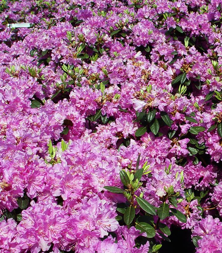 Rhododendron Olga Mezitt - View 3 from www redcrocus com