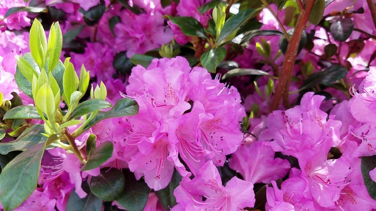 Rhododendron Olga Mezitt - View 4 from www redcrocus com