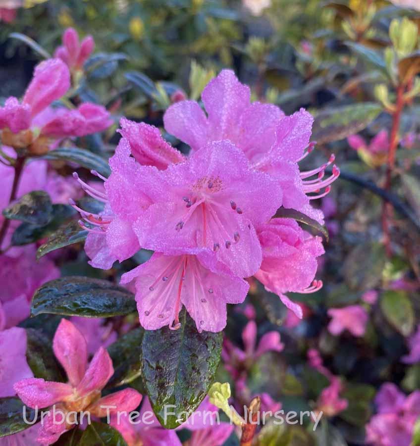 Rhododendron Olga Mezitt - View 5 from www redcrocus com