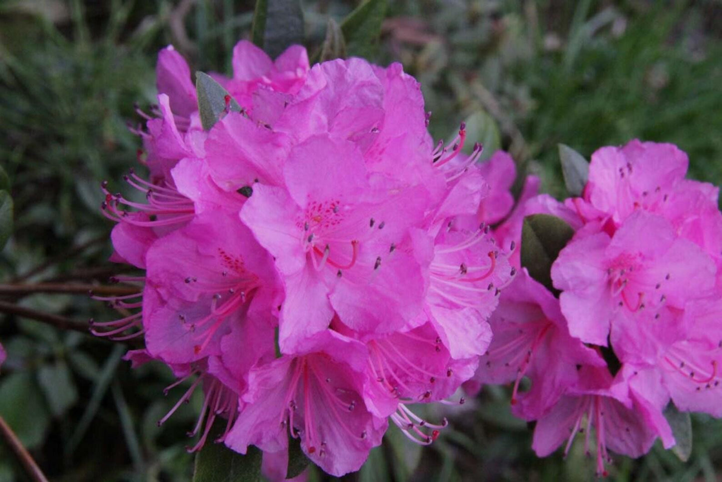 Rhododendron Olga Mezitt - View 8 from www redcrocus com