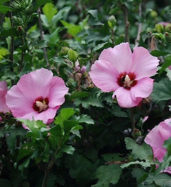 Hibiscus Syriacus Aphrodite - View 12 from www redcrocus com