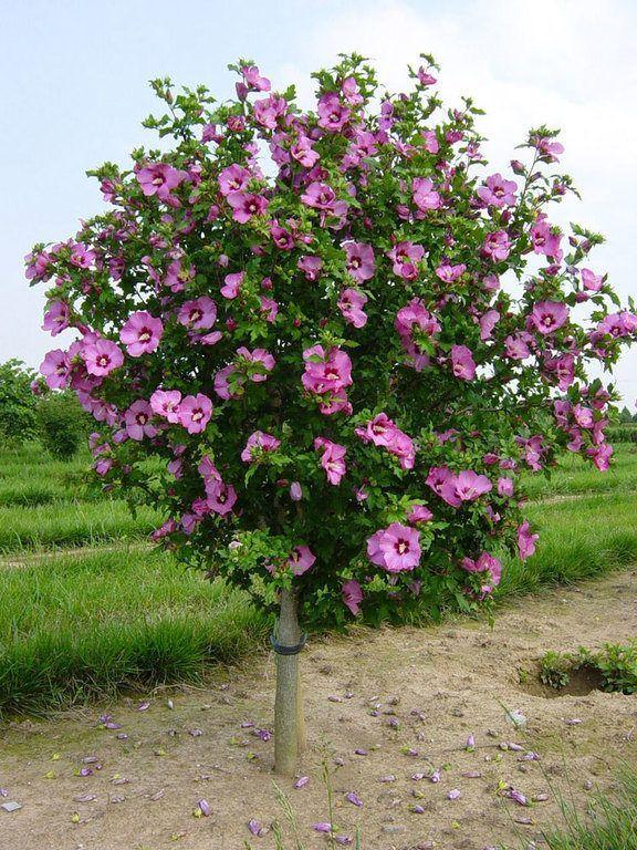 Hibiscus Syriacus Aphrodite - View 13 from www redcrocus com