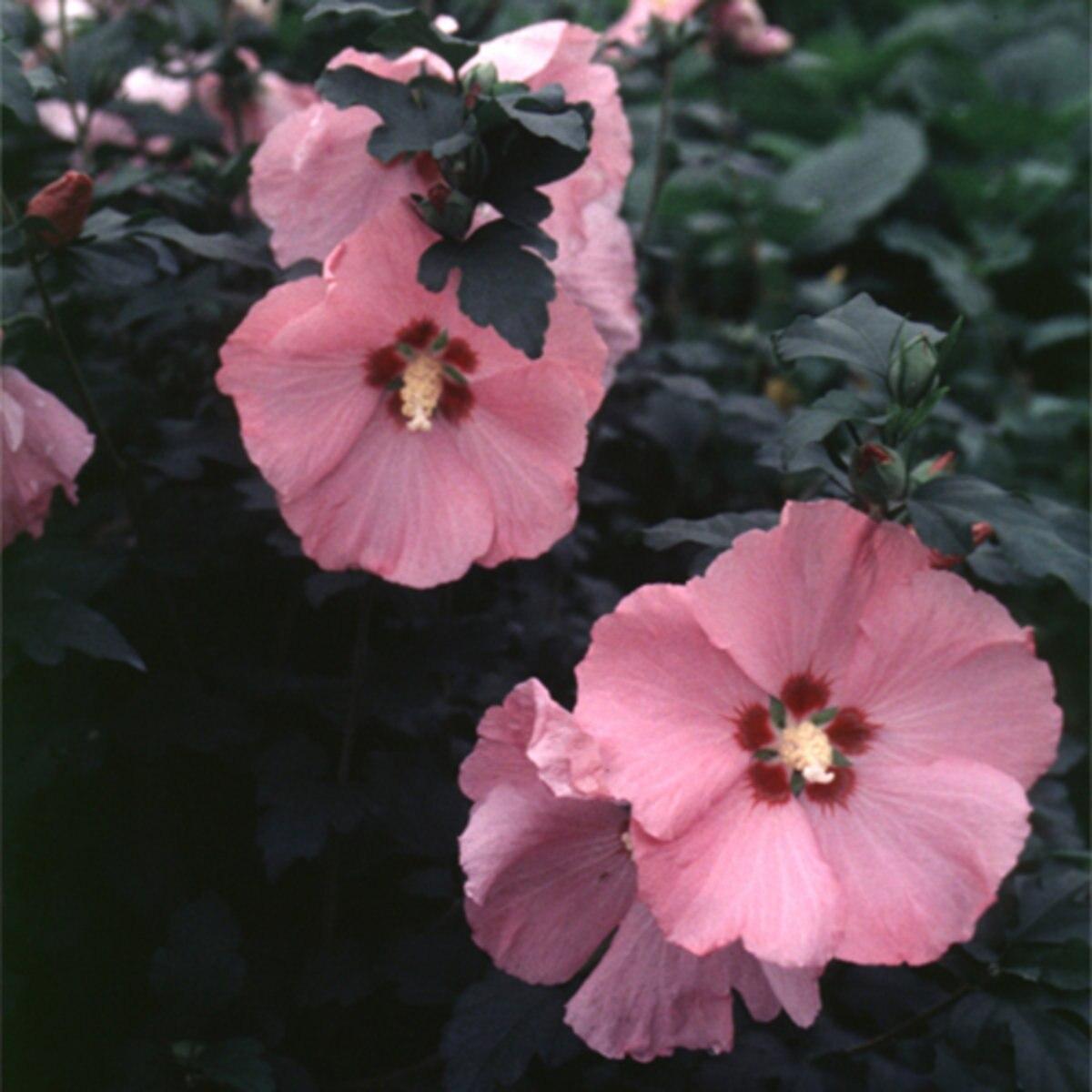 Hibiscus Syriacus Aphrodite - View 14 from www redcrocus com