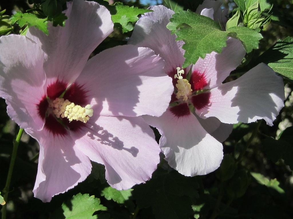 Hibiscus Syriacus Aphrodite - View 16 from www redcrocus com