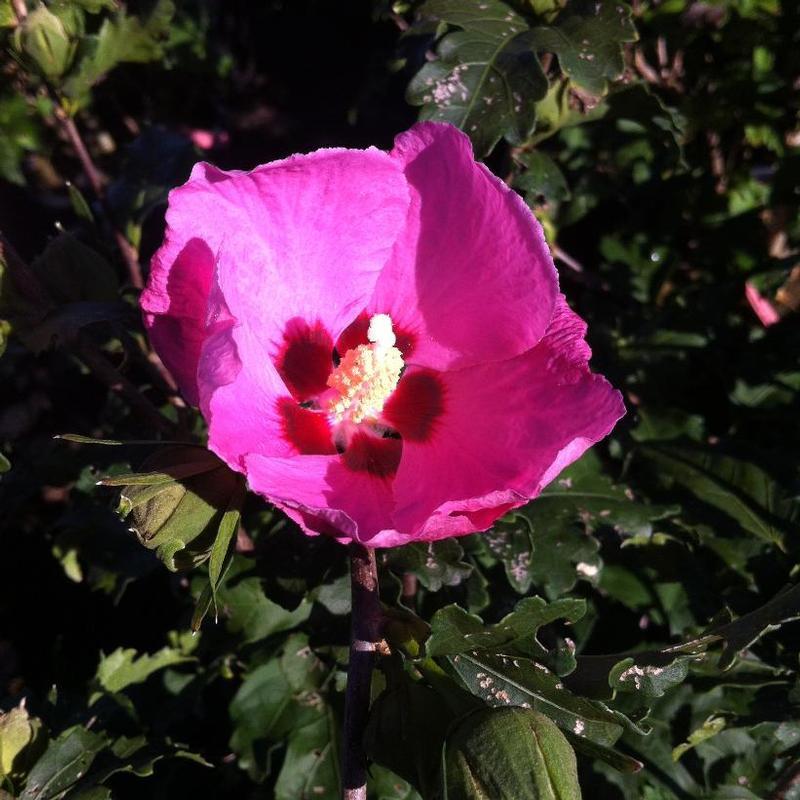Hibiscus Syriacus Aphrodite - View 17 from www redcrocus com