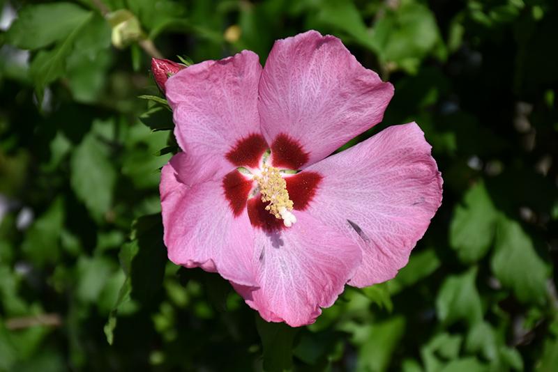 Hibiscus Syriacus Aphrodite - View 2 from www redcrocus com