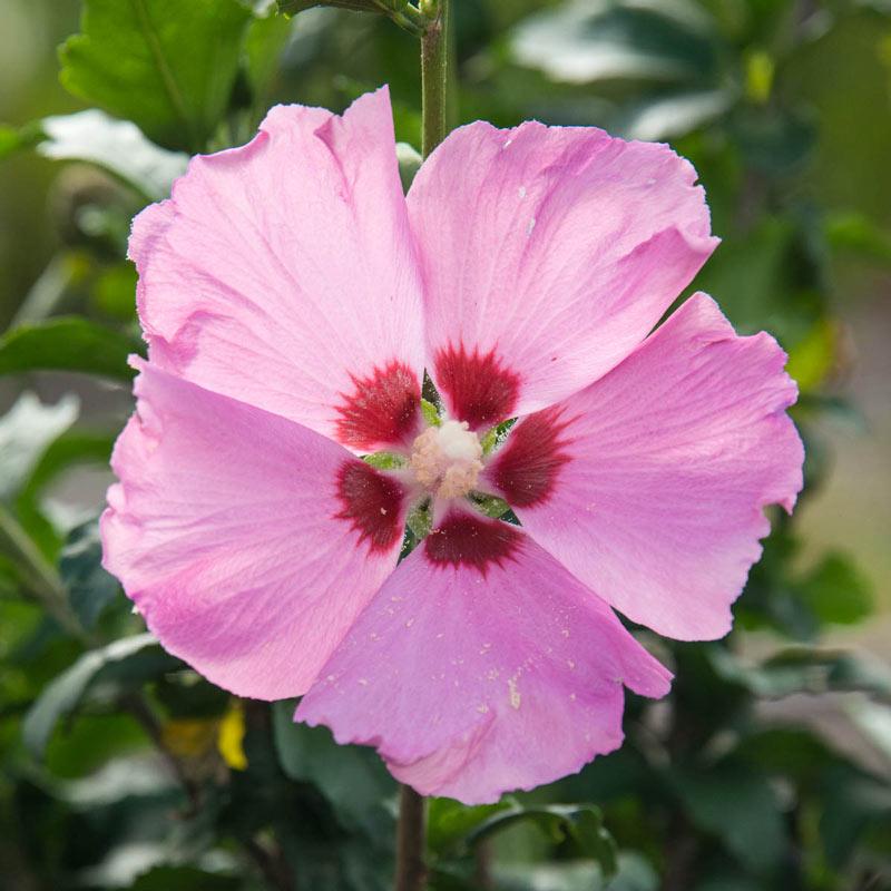 Hibiscus Syriacus Aphrodite - View 4 from www redcrocus com
