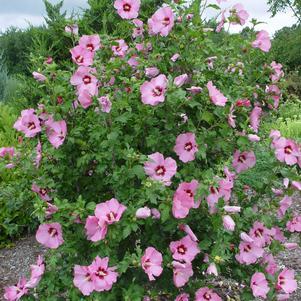 Hibiscus Syriacus Aphrodite - View 5 from www redcrocus com