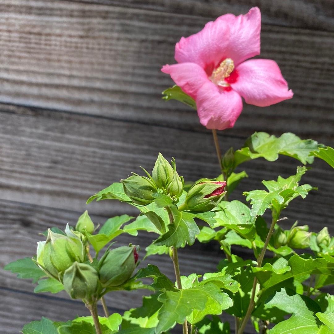 Hibiscus Syriacus Aphrodite - View 6 from www redcrocus com