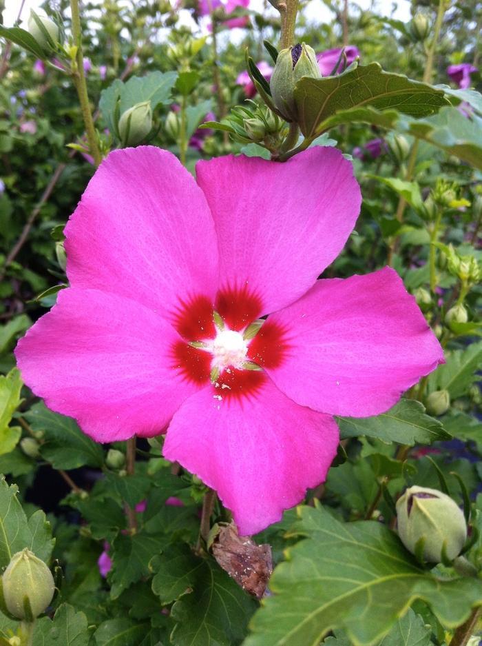 Hibiscus Syriacus Aphrodite - View 7 from www redcrocus com