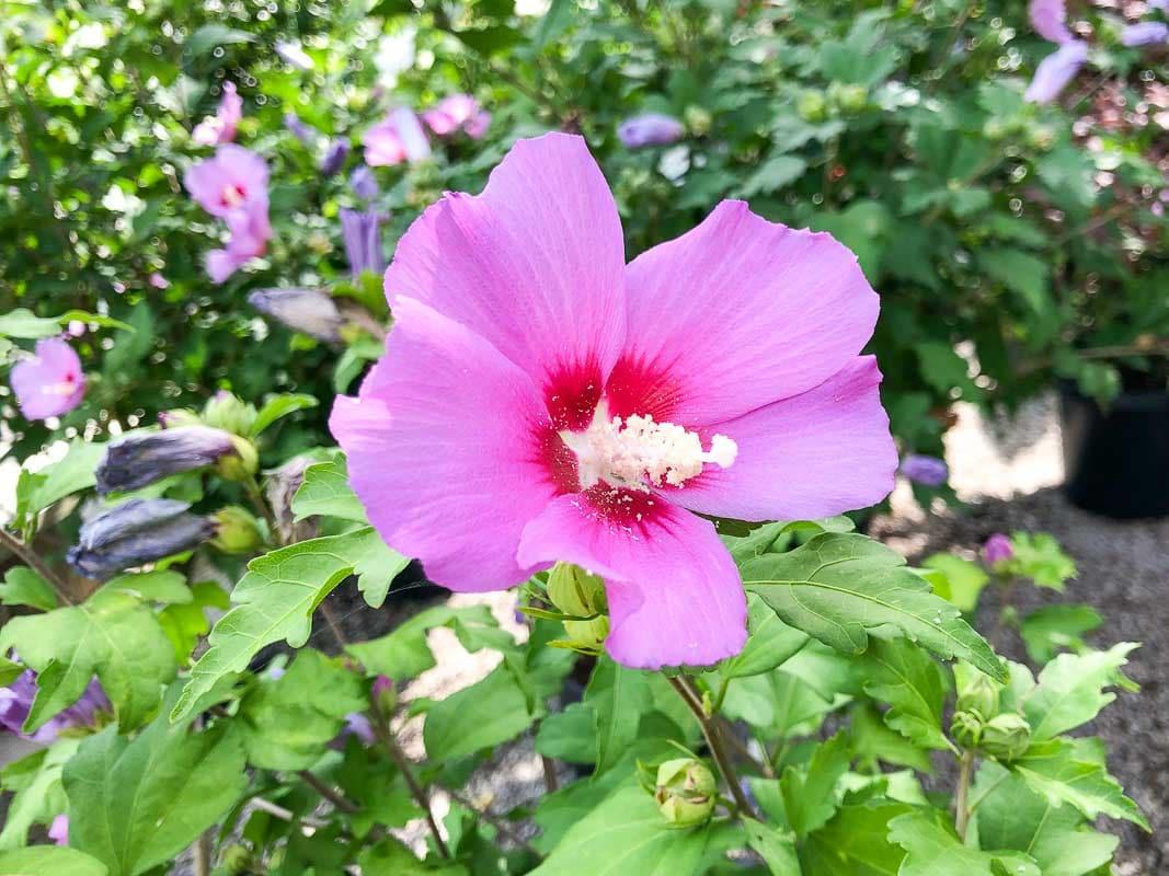 Hibiscus Syriacus Aphrodite - View 9 from www redcrocus com