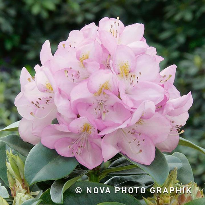 Rhododendron Gomer Waterer - View 15 from www redcrocus com
