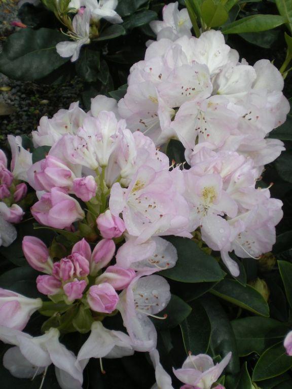 Rhododendron Gomer Waterer - View 16 from www redcrocus com