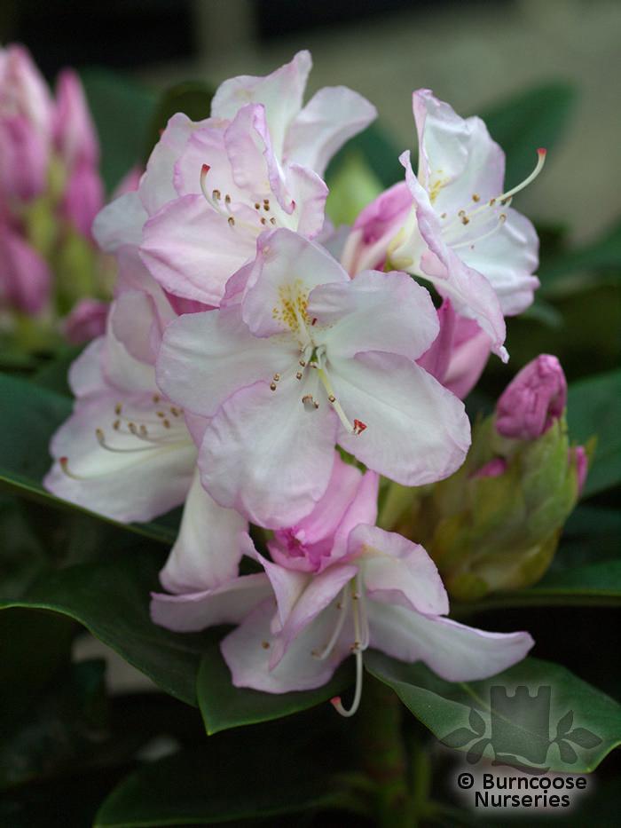 Rhododendron Gomer Waterer - View 8 from www redcrocus com