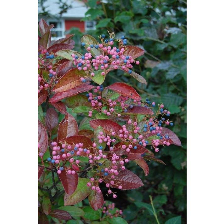 Viburnum Nudum Winterthur - View 17 from www redcrocus com