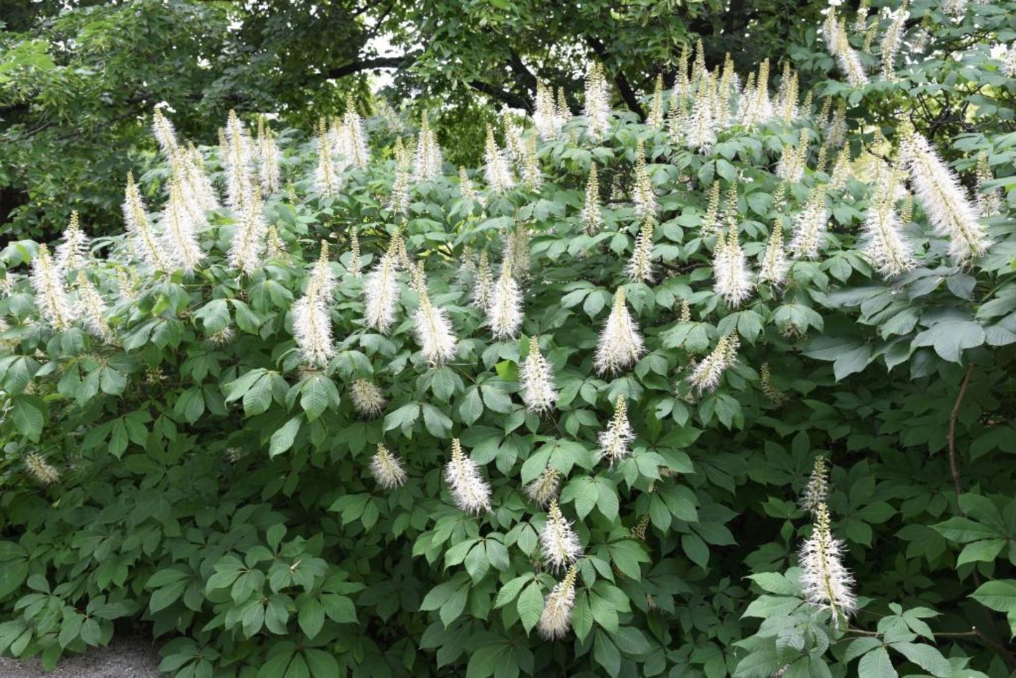 Aesculus Parviflora - View 19 from www redcrocus com