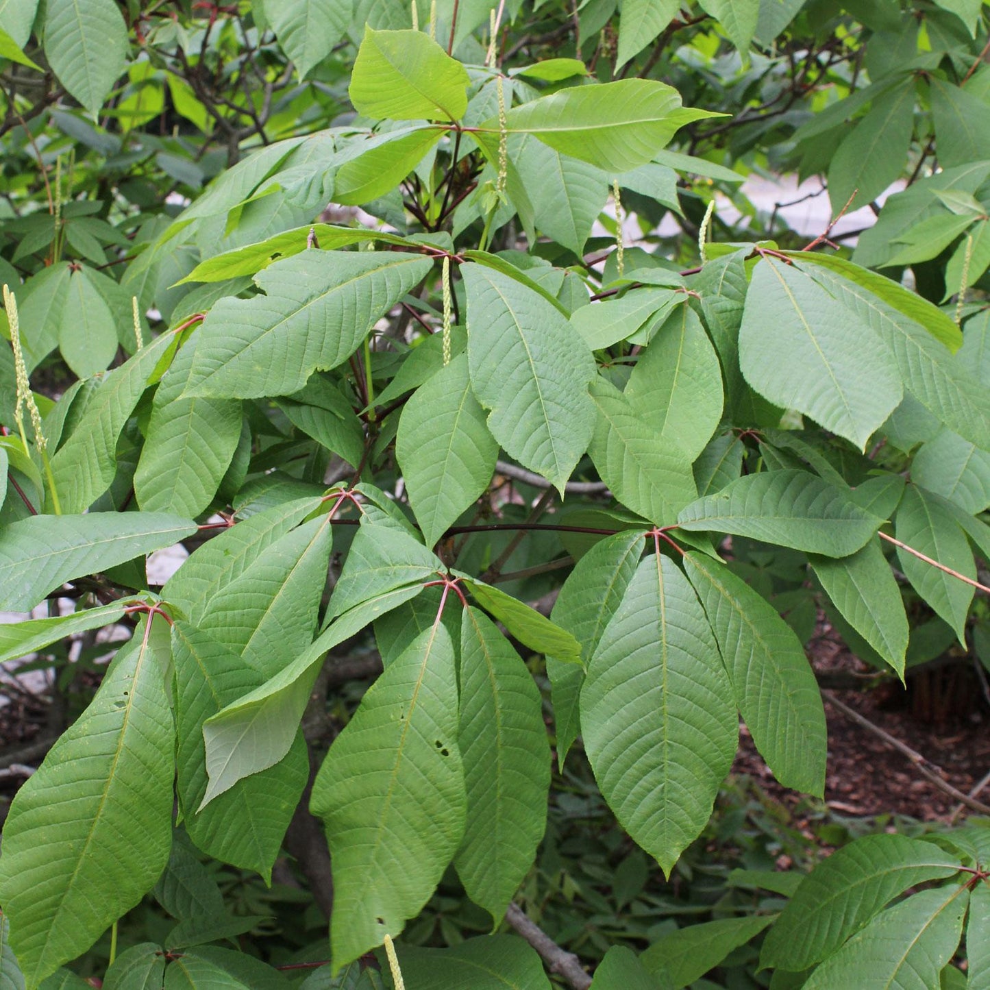 Aesculus Parviflora - View 20 from www redcrocus com