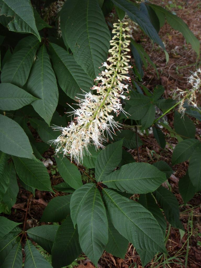 Aesculus Parviflora - View 22 from www redcrocus com