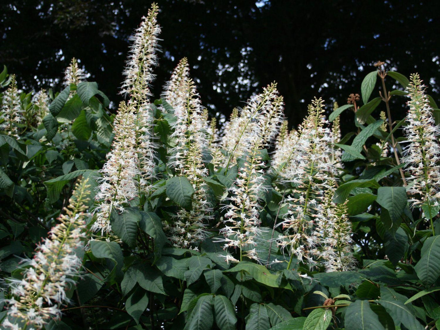 Aesculus Parviflora - View 24 from www redcrocus com