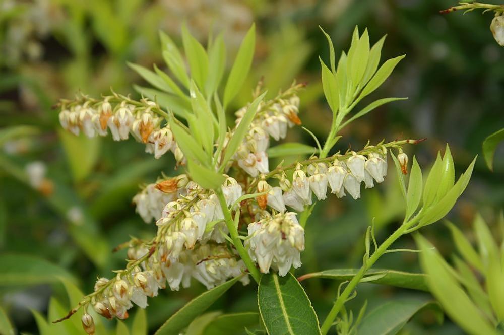 Pieris Floribunda Brouwer S Beauty - View 10 from www redcrocus com