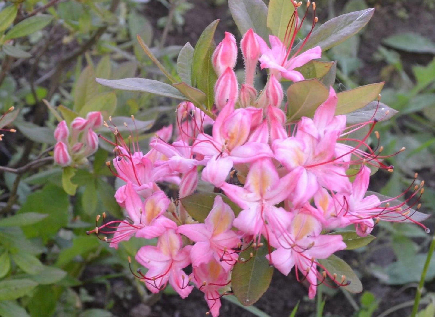 Azalea Pink And Sweet - View 10 from www redcrocus com