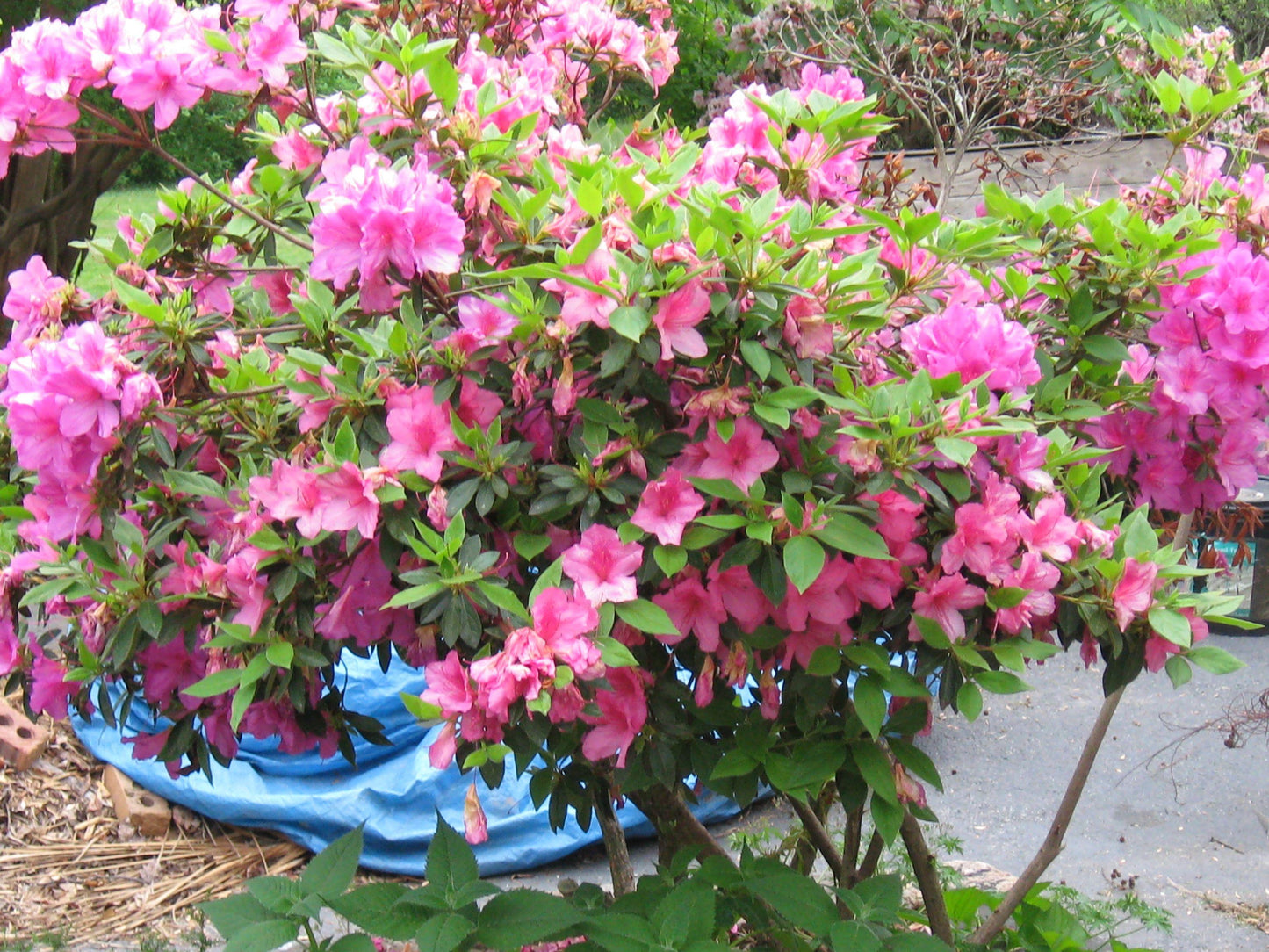 Azalea Pink And Sweet - View 11 from www redcrocus com