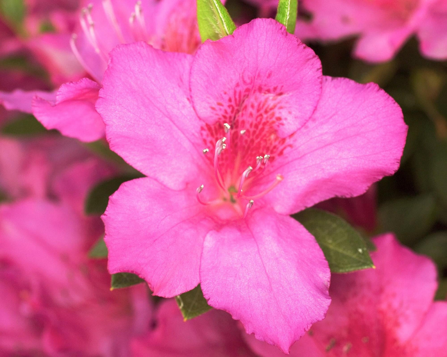 Azalea Pink And Sweet - View 12 from www redcrocus com