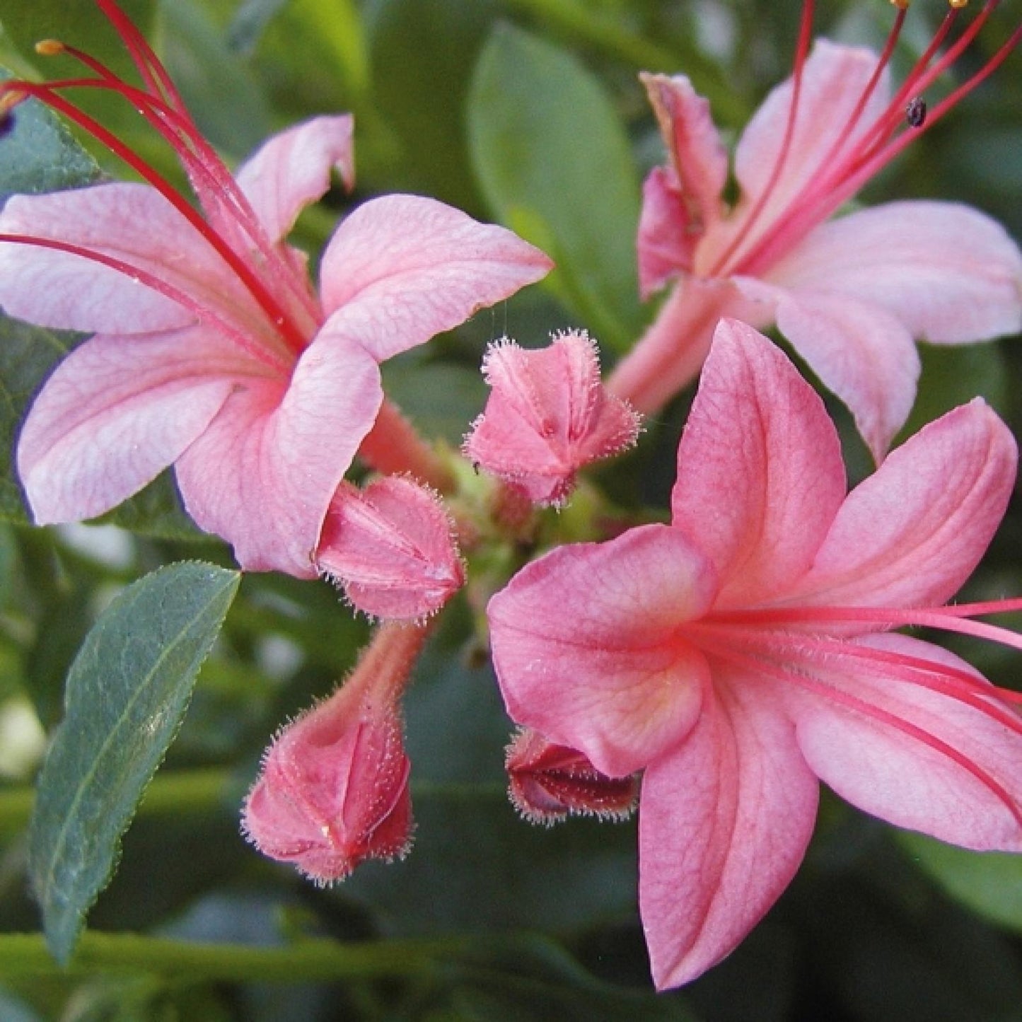 Azalea Pink And Sweet - View 13 from www redcrocus com
