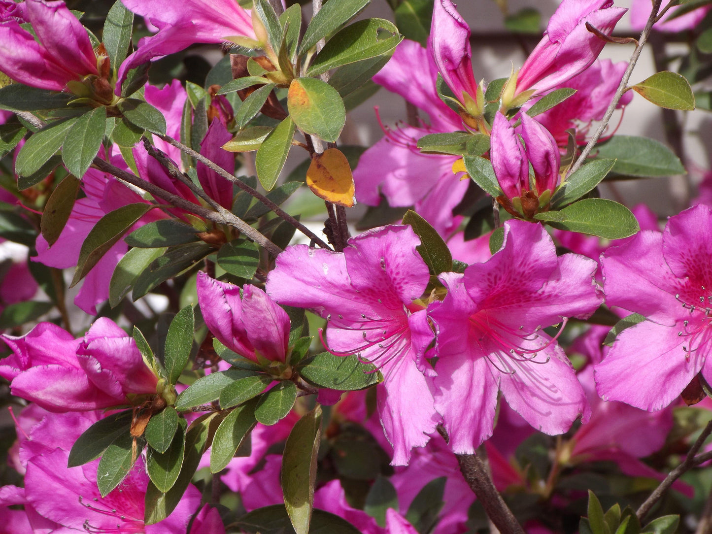 Azalea Pink And Sweet - View 14 from www redcrocus com
