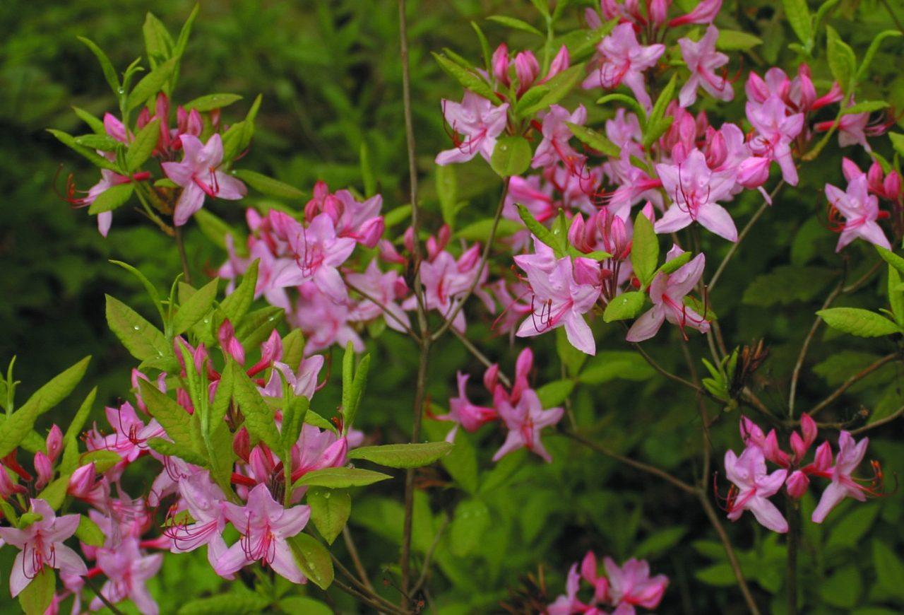 Azalea Pink And Sweet - View 15 from www redcrocus com