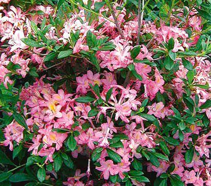 Azalea Pink And Sweet - View 17 from www redcrocus com