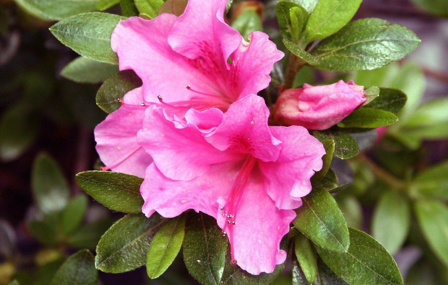 Azalea Pink And Sweet - View 18 from www redcrocus com