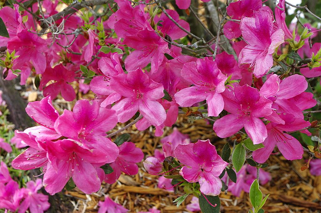 Azalea Pink And Sweet - View 20 from www redcrocus com