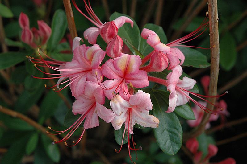 Azalea Pink And Sweet - View 2 from www redcrocus com