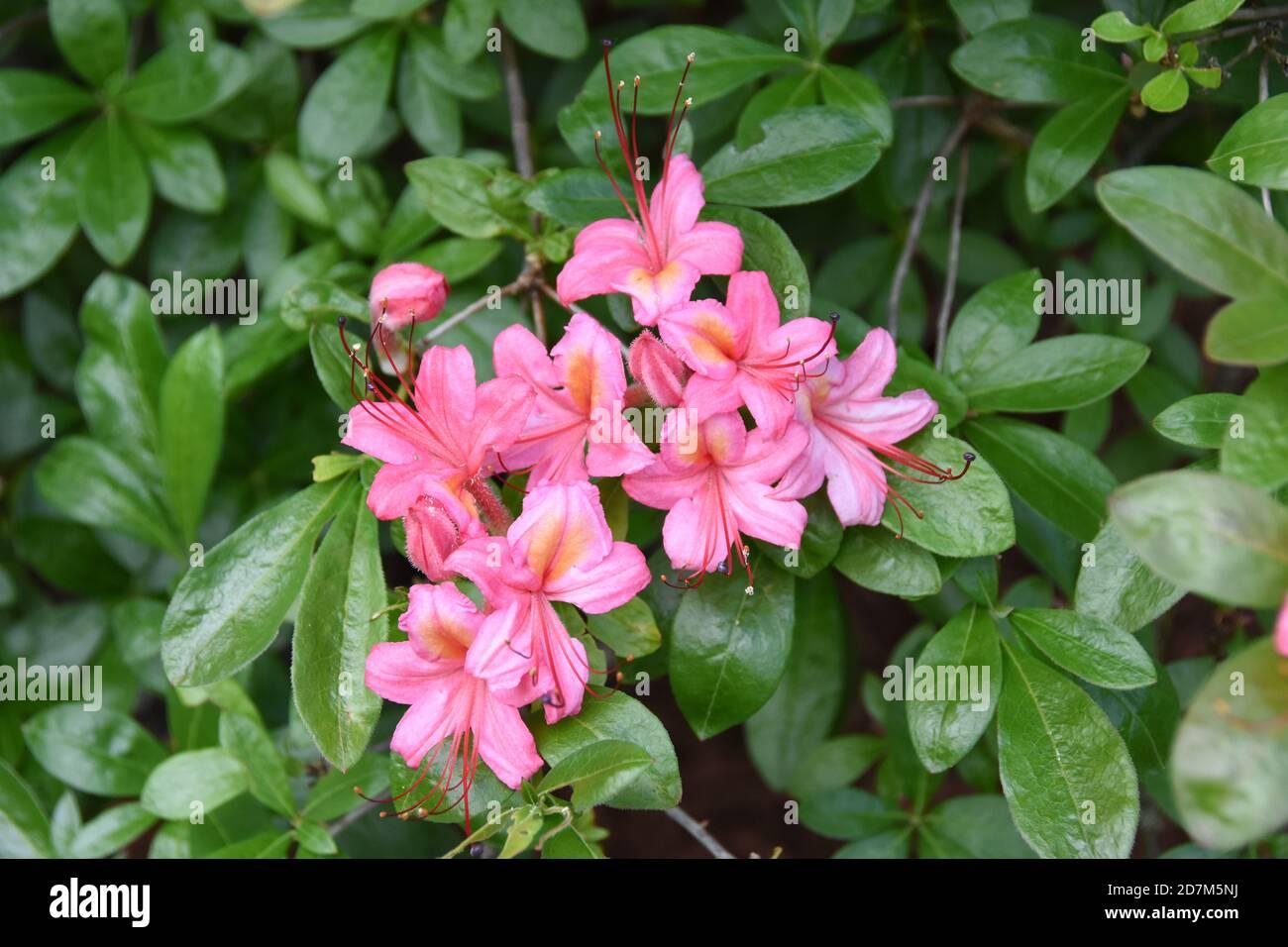 Azalea Pink And Sweet - View 3 from www redcrocus com