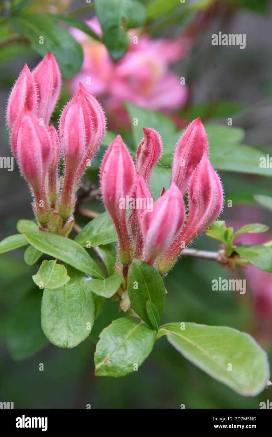 Azalea Pink And Sweet - View 5 from www redcrocus com