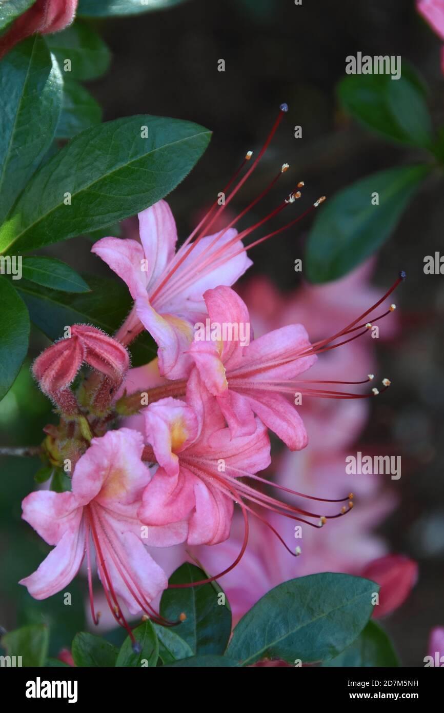 Azalea Pink And Sweet - View 6 from www redcrocus com