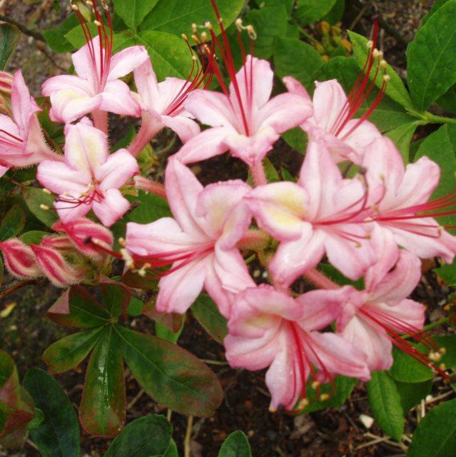 Azalea Pink And Sweet - View 7 from www redcrocus com